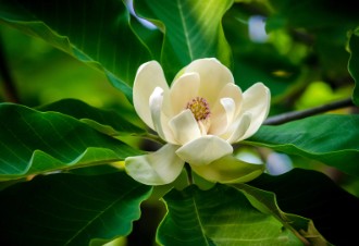 Magnolia